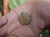 Geologická dílna: „Cesta za tajemstvím zkamenělin“