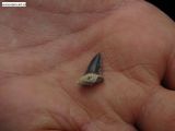 Geologická dílna: „Cesta za tajemstvím zkamenělin“